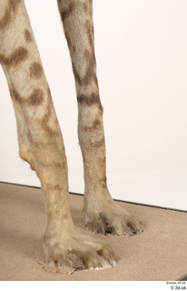 Striped Hyena Hyaena hyaena leg 0015.jpg